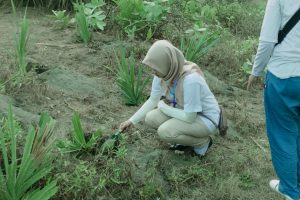 voluntiiran-tanam-pandan-9-300x200